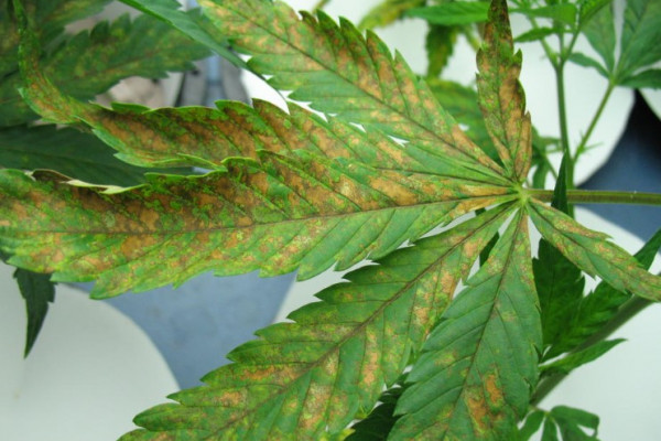 Мен досыммен порно бөлістім.